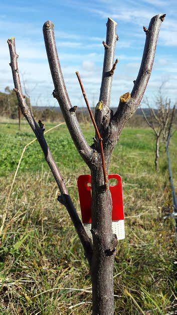 Know the parts of your fruit tree before you start pruning – Grow Great ...