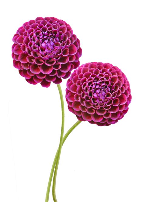 Dahlia Flower Meaning