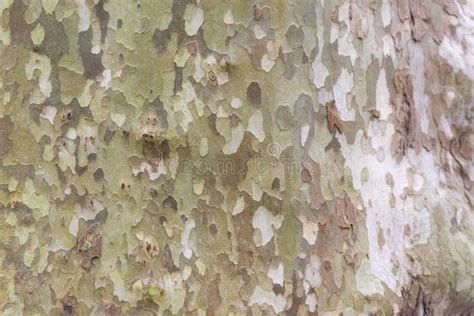 Sycamore bark close-up stock photo. Image of plant, rough - 240648468