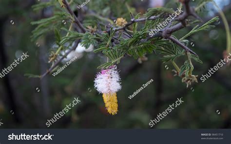 Camel Thorn Tree Flower Stock Photo 98451710 | Shutterstock