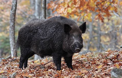 West Virginia's wild boar firearms season opens Oct. 24