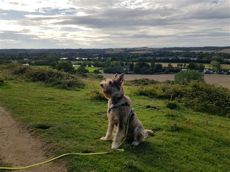 Recommended Walk – Thames Walk – Cookham to Cock Marsh Circular ...