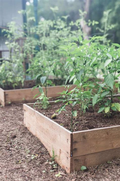 How Deep Should A Raised Garden Bed Be For Potatoes - Garden Likes