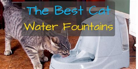 Best Cat Water Fountain (August 2022)