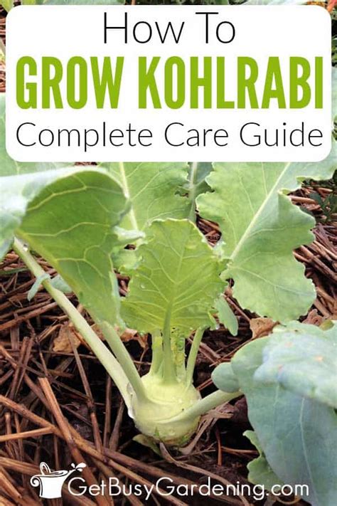 Growing Kohlrabi - The Complete How To Guide