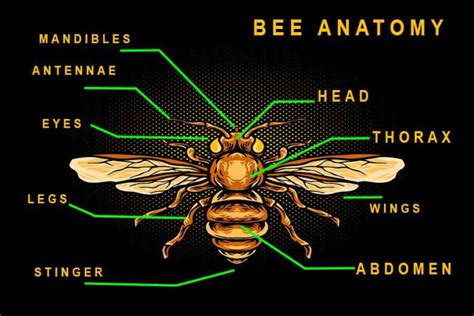 Bee Anatomy: Understanding How Bees Are Built