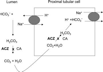 Acetazolamide (ACZ) inhibits the carbonic anhydrase (CA) present in the ...