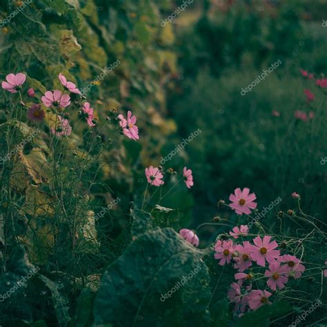 Pink garden flowers Stock Photo by ©loriklaszlo 122661662