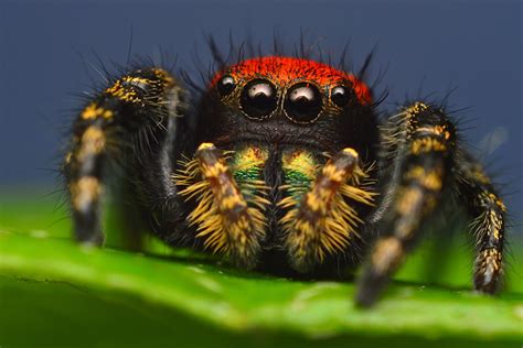 Pictures Jumping spider Spiders Eyes Closeup Animals