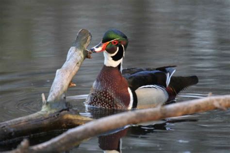 Free picture: sponsa, male, wood, duck, breeding, plumage, swimming