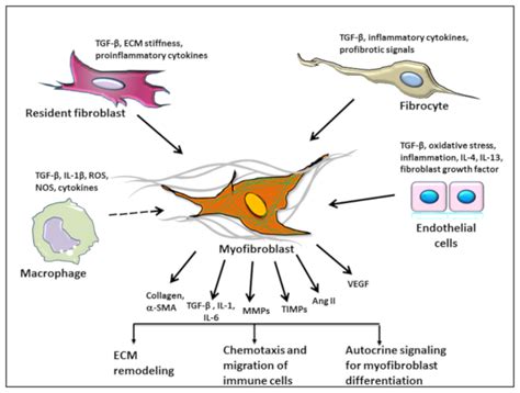 Biomolecules | Free Full-Text | Fibroblasts and Their Pathological ...