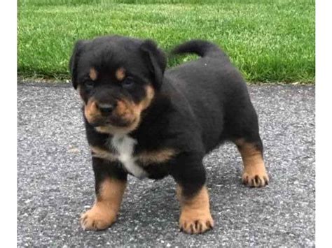 Free Rottweiler Puppies For Adoption (2023)