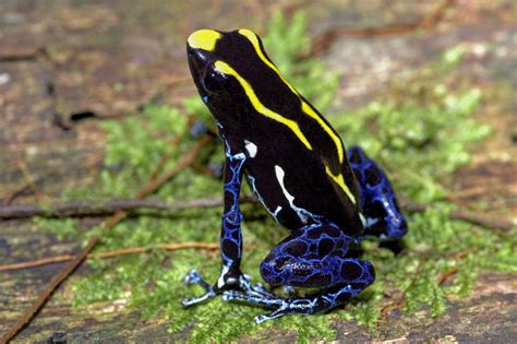 Dendrobates tinctorius - Frogs & Co