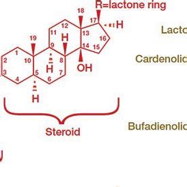 1 Chemical structure of cardiac glycosides (CG) with two basic ...