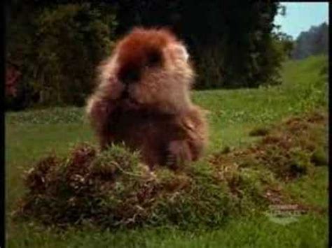 caddyshack gopher - YouTube