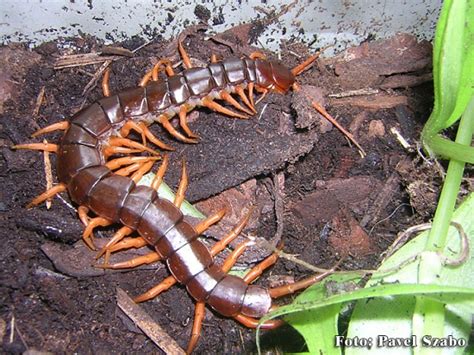 Scolopendra subspinipes - photo | Reptarium