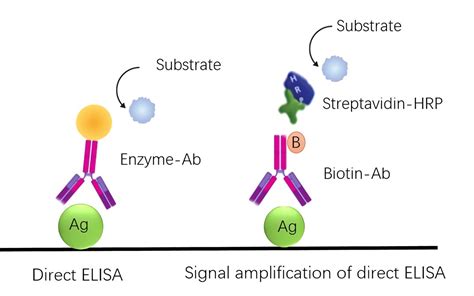 Direct ELISA with Streptavidin-biotin Detection - Creative Biolabs