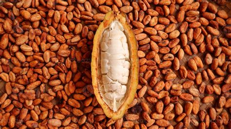 Cocoa pods that have been peeled and visible white fruit seeds on a ...