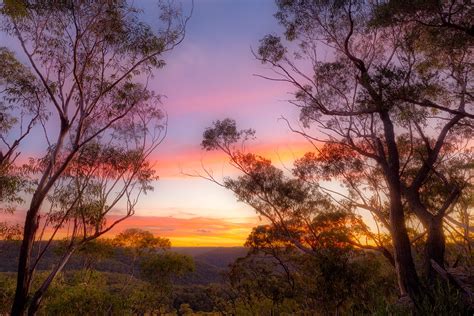 A sunset behind the gum trees in Berowra Valley National Park