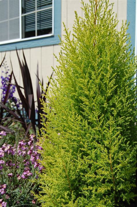 Cupressus macrocarpa 'Wilma Goldcrest' | Lemon Cypress | Shades of ...