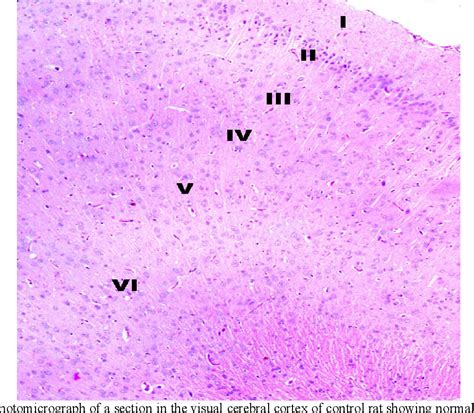 Cerebral Cortex Histology Layers – NBKomputer