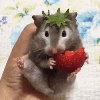 Mouse Eating, animals GIFs - Gifvif