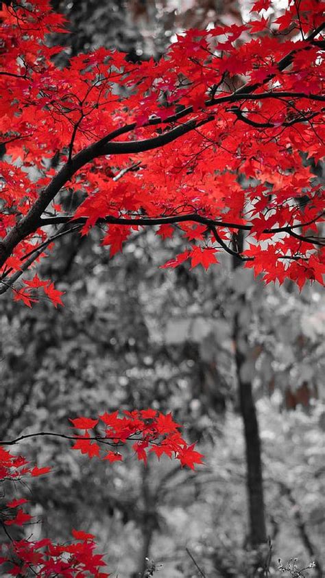 Top more than 74 red tree wallpaper hd best - 3tdesign.edu.vn