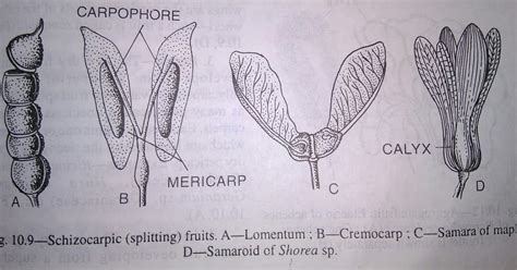 The term Schizocarpic or Splitting fruits is applied to the fruits ...