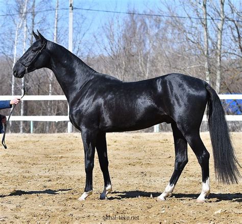 Gallery | Horses, Akhal teke, Black horses