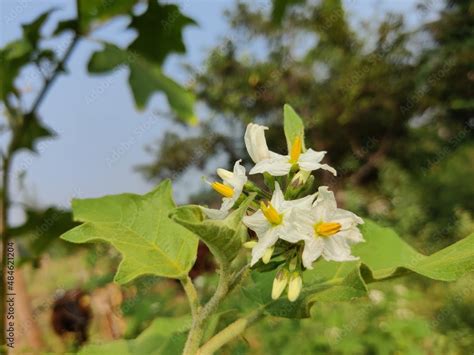 Solanum torvum Stock Photo | Adobe Stock