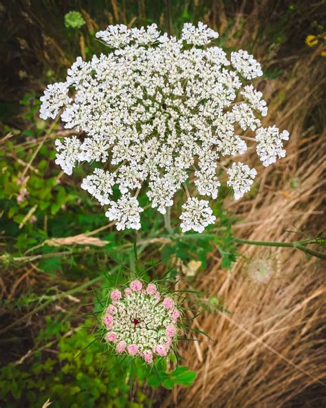 Foraging Queen Anne's Lace: Identification, Look-alikes, and Uses