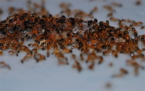 Argentine Ant Identification & Prevention | A Guide To Argentine Ants