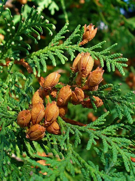 Thuja occidentalis (American Arborvitae, Eastern White-Cedar, Northern ...