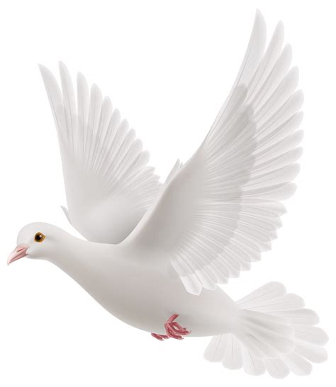 White Dove PNG Clipart