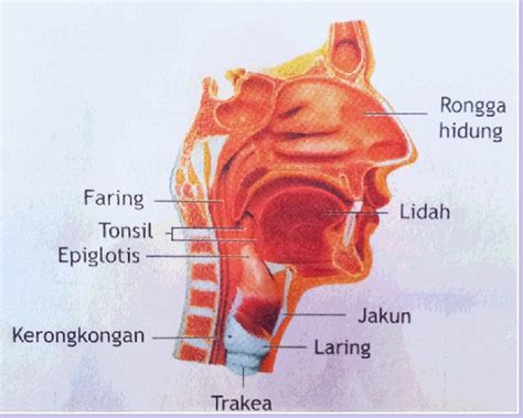 5 Fungsi Faring Pada Sistem Pernapasan Amp Pencernaan Manusia - Riset