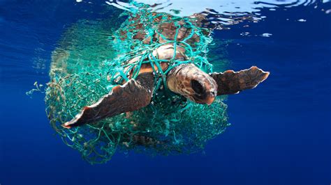 The winners of the Underwater Photographer of the Year 2019. Plastic is ...