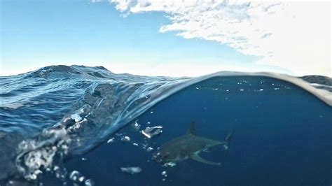 Great white shark breeding numbers in Australia revealed | Daily Telegraph