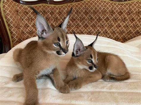 Caracal kitten available for sale | CatchFree