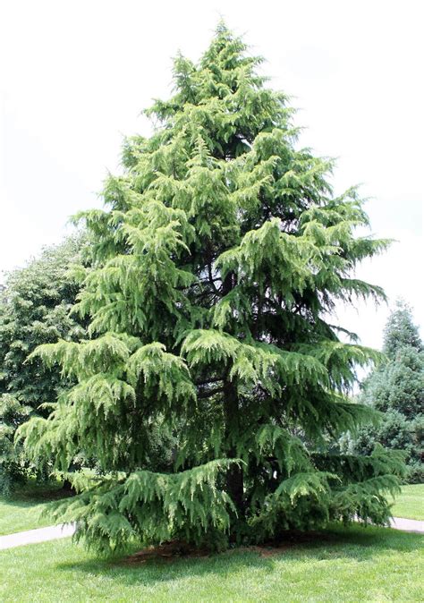 Deodar Cedar | Evergreen Trees for Your Garden