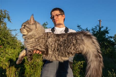 The 10 Largest Cats in the World - Swedish Nomad