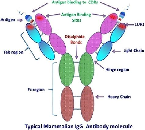 Antibody structure and functional sites. Fab region: Contains the ...