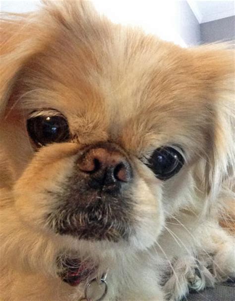 Pekingese Grooming Styles | Dog Care - Daily Puppy