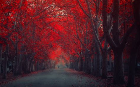 Red Trees Autumn Fall Seasons Wallpapers HD / Desktop and Mobile ...