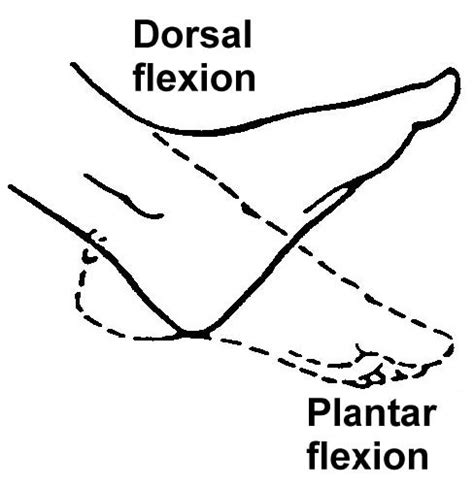 2.06 Range of Motion | Basic Patient Care Procedures