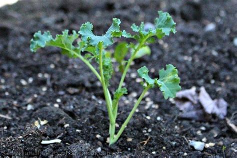 Planting Guide - Starting Kale from Seed - Dig for Your Dinner