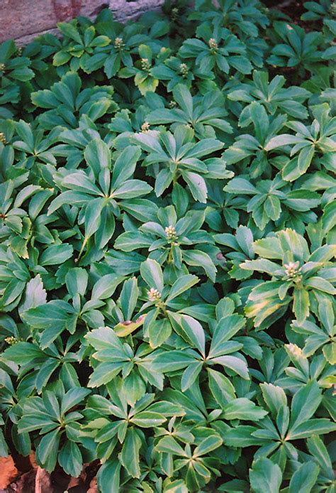 Japanese Spurge (Pachysandra terminalis) in Inver Grove Heights ...