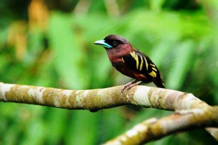 The Banded Broadbill- Charismatic Planet