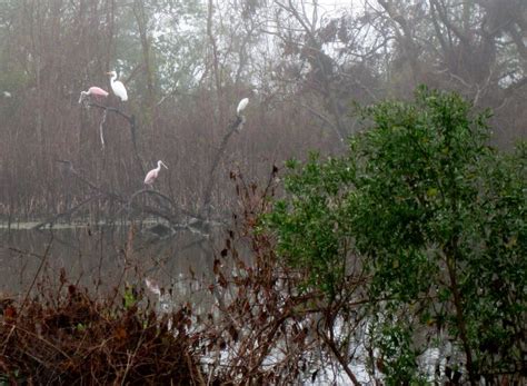 Baytown Nature Center Hike 12-18-2008 - Baytown, Texas