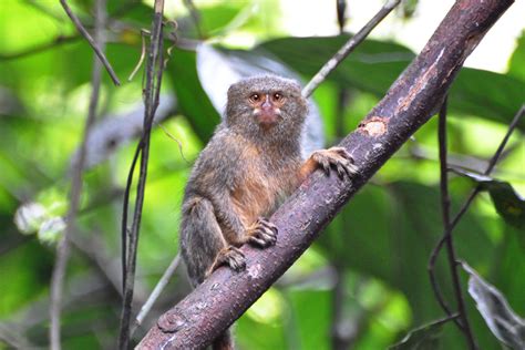 Western pygmy marmoset - Wikiwand