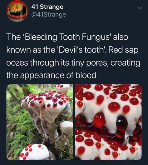 88 best Bleeding Tooth Fungus images on Pholder | Mycology, Nature Is ...